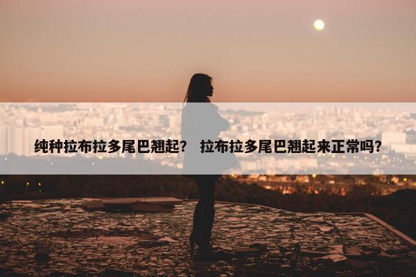 纯种拉布拉多尾巴翘起？ 拉布拉多尾巴翘起来正常吗？
