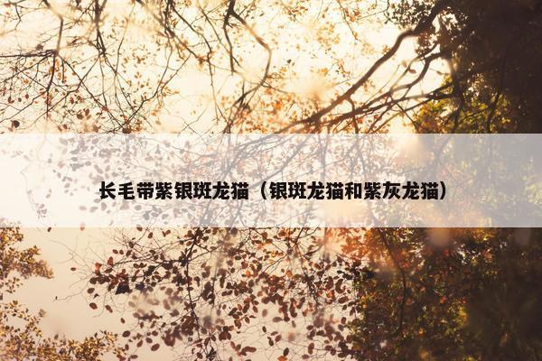 长毛带紫银斑龙猫（银斑龙猫和紫灰龙猫）