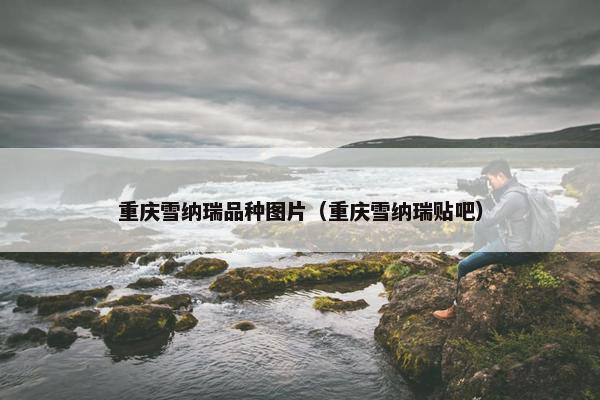 重庆雪纳瑞品种图片（重庆雪纳瑞贴吧）