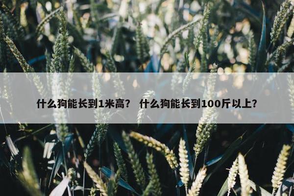 什么狗能长到1米高？ 什么狗能长到100斤以上？
