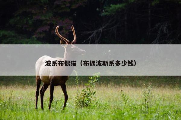 波系布偶猫（布偶波斯系多少钱）
