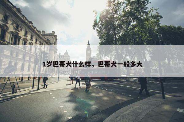 1岁巴哥犬什么样，巴哥犬一般多大
