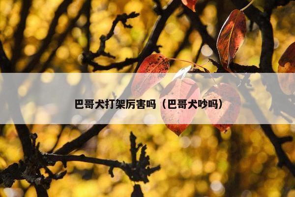 巴哥犬打架厉害吗（巴哥犬吵吗）