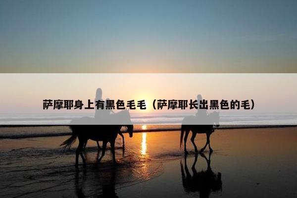 萨摩耶身上有黑色毛毛（萨摩耶长出黑色的毛）