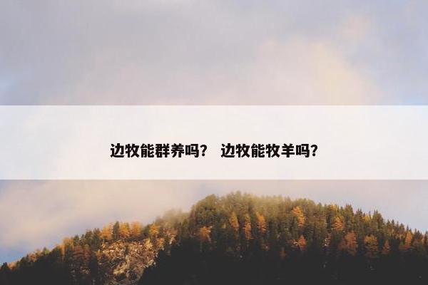 边牧能群养吗？ 边牧能牧羊吗？