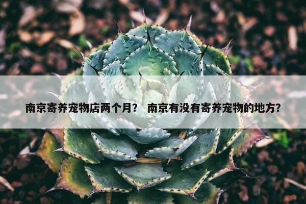 南京寄养宠物店两个月？ 南京有没有寄养宠物的地方？