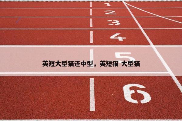 英短大型猫还中型，英短猫 大型猫