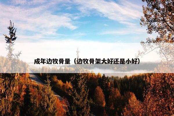成年边牧骨量（边牧骨架大好还是小好）