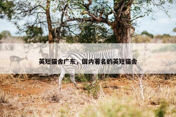 英短猫舍广东，国内著名的英短猫舍