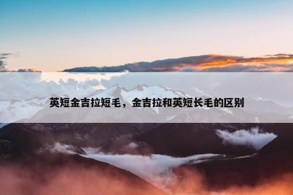 英短金吉拉短毛，金吉拉和英短长毛的区别