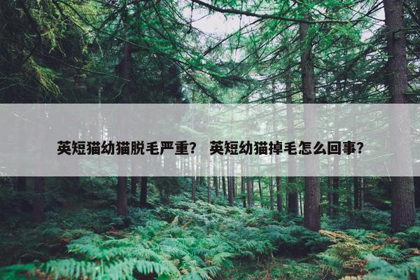 英短猫幼猫脱毛严重？ 英短幼猫掉毛怎么回事？