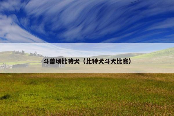斗兽场比特犬（比特犬斗犬比赛）