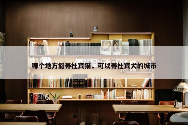 哪个地方能养杜宾猫，可以养杜宾犬的城市