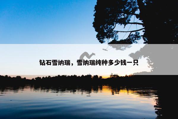钻石雪纳瑞，雪纳瑞纯种多少钱一只