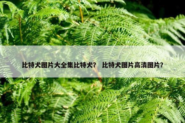 比特犬图片大全集比特犬？ 比特犬图片高清图片？