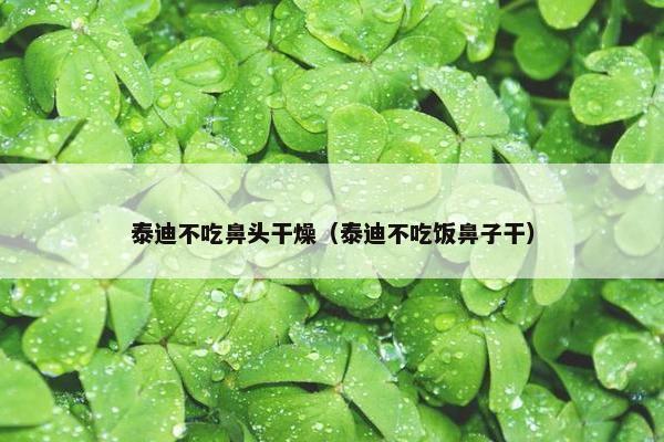 泰迪不吃鼻头干燥（泰迪不吃饭鼻子干）