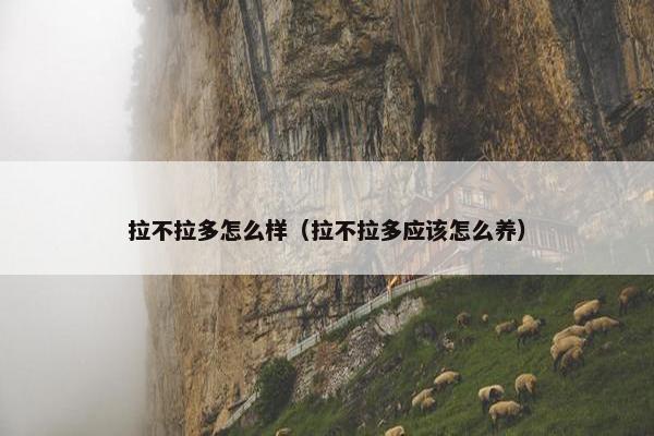 拉不拉多怎么样（拉不拉多应该怎么养）