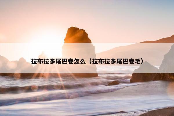 拉布拉多尾巴卷怎么（拉布拉多尾巴卷毛）