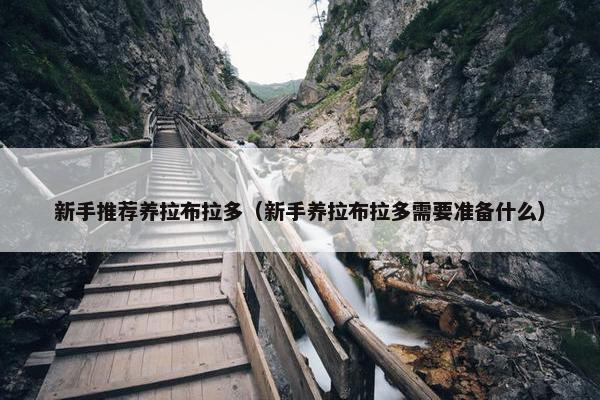 新手推荐养拉布拉多（新手养拉布拉多需要准备什么）