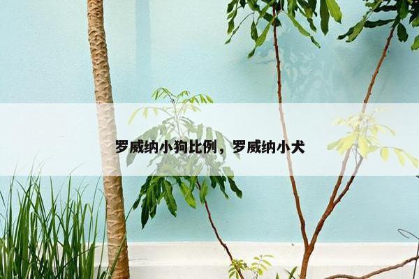 罗威纳小狗比例，罗威纳小犬