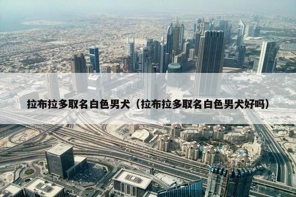 拉布拉多取名白色男犬（拉布拉多取名白色男犬好吗）