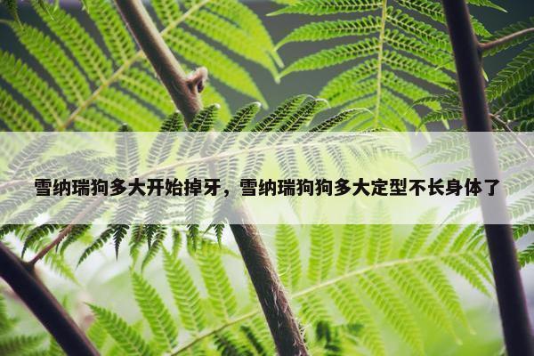雪纳瑞狗多大开始掉牙，雪纳瑞狗狗多大定型不长身体了