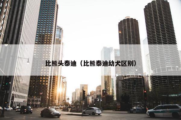 比熊头泰迪（比熊泰迪幼犬区别）