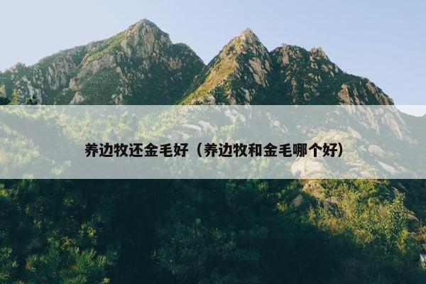 养边牧还金毛好（养边牧和金毛哪个好）