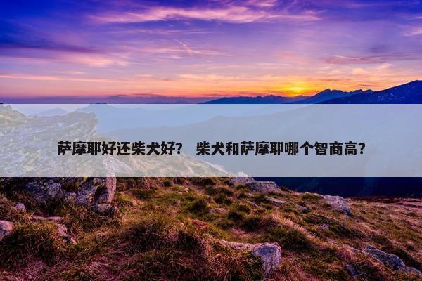 萨摩耶好还柴犬好？ 柴犬和萨摩耶哪个智商高？