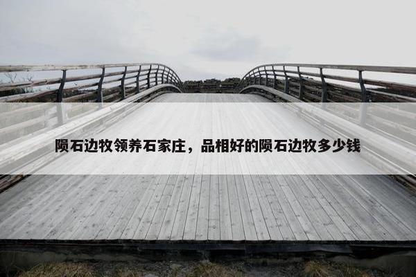 陨石边牧领养石家庄，品相好的陨石边牧多少钱