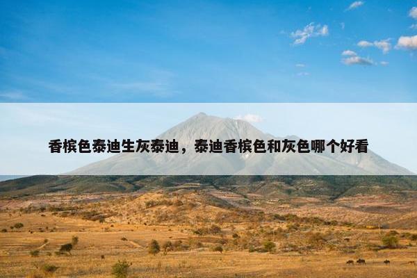 香槟色泰迪生灰泰迪，泰迪香槟色和灰色哪个好看