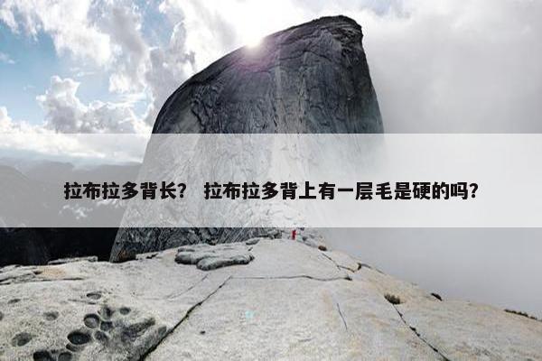 拉布拉多背长？ 拉布拉多背上有一层毛是硬的吗？