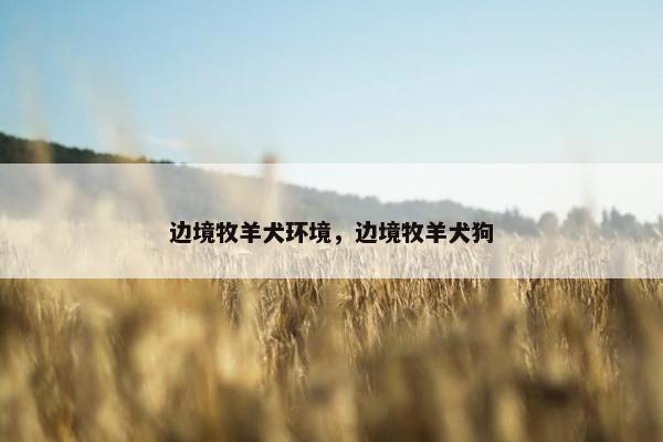 边境牧羊犬环境，边境牧羊犬狗