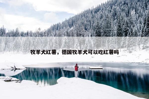 牧羊犬红薯，德国牧羊犬可以吃红薯吗