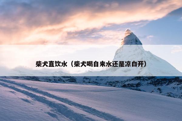 柴犬直饮水（柴犬喝自来水还是凉白开）