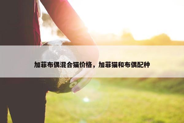 加菲布偶混合猫价格，加菲猫和布偶配种