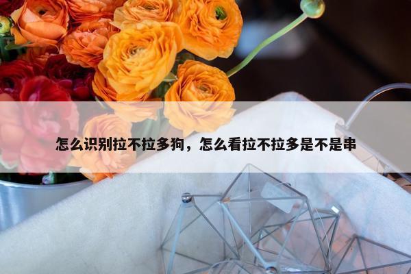 怎么识别拉不拉多狗，怎么看拉不拉多是不是串